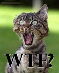 wtf cat